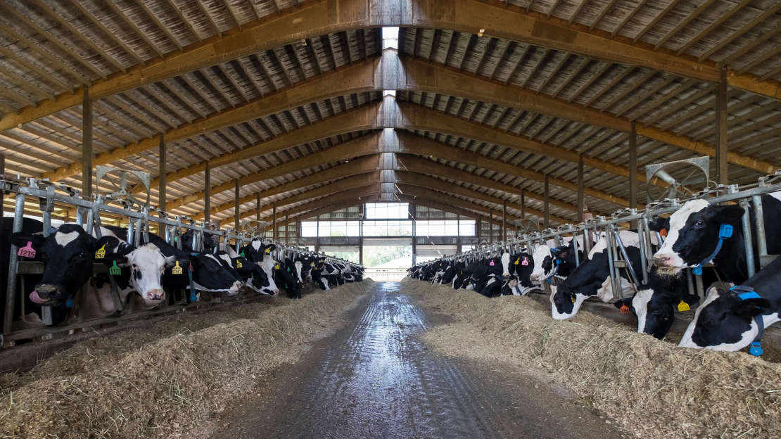 Képernyőkép-2021-08-06-114927